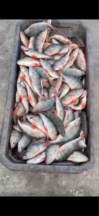 Продам рыбу ОКУНЬ КАРП