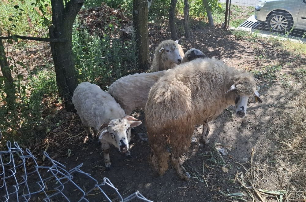 2 oi si 3 miei de vanzare