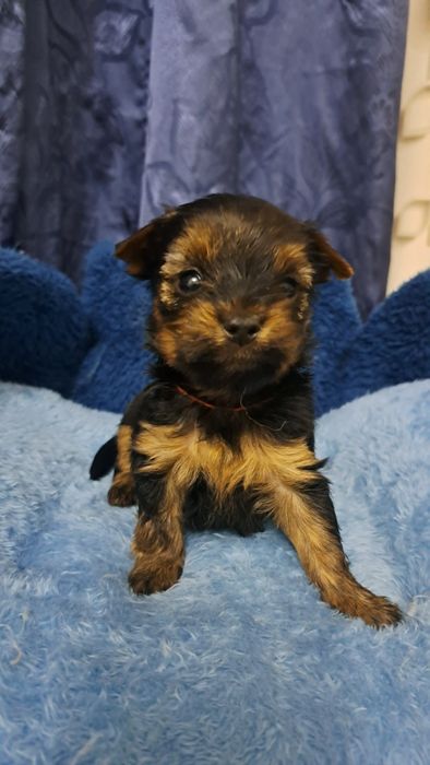 Продаю клубных щенков йорков