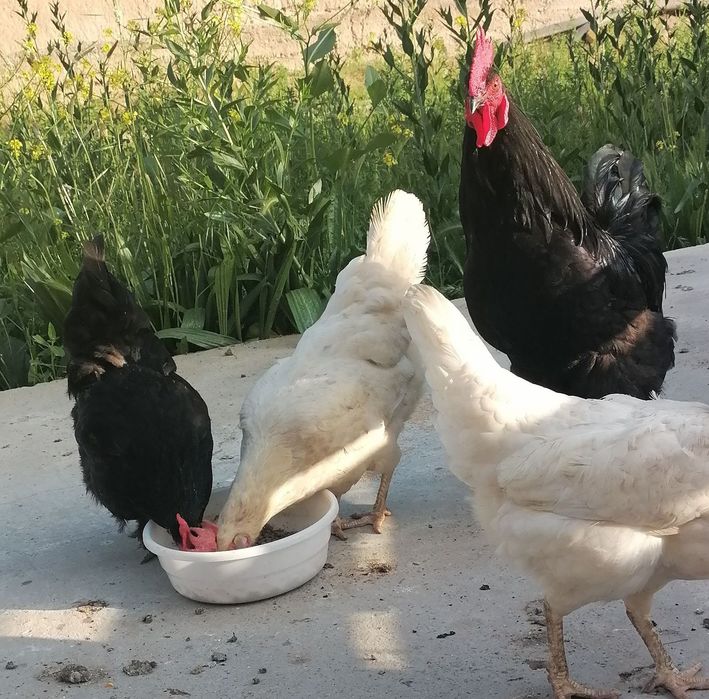 Tovuq va xoroz sotiladi