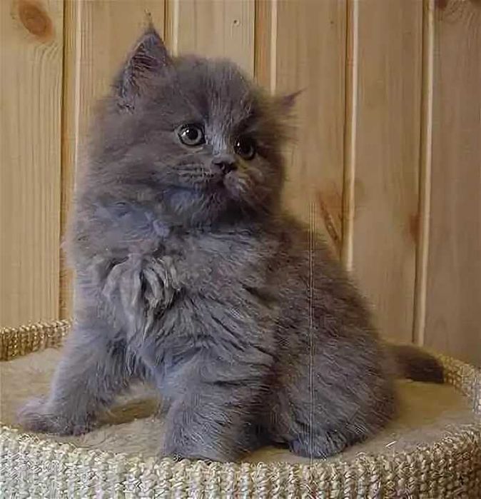 Котята хайленд фолд