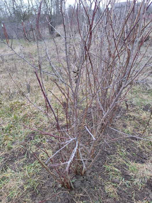 Pomi fructiferi; Pruni D'gen și Vânat Romanesc