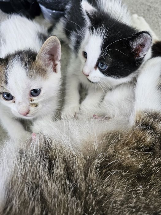 Малки сладки котенца