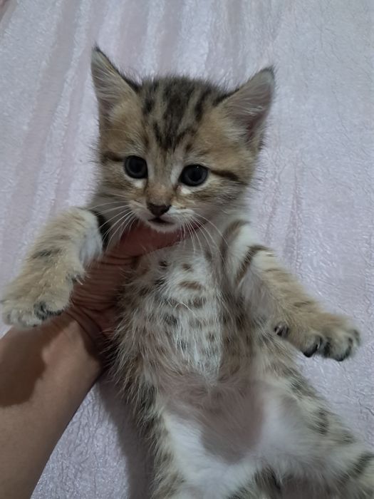 Котята тигровый окрас 1 месяц