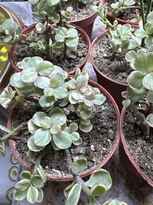 Продам партулакарию вариегатную