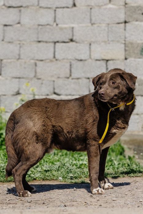 Шоколад ждет своего человека!
