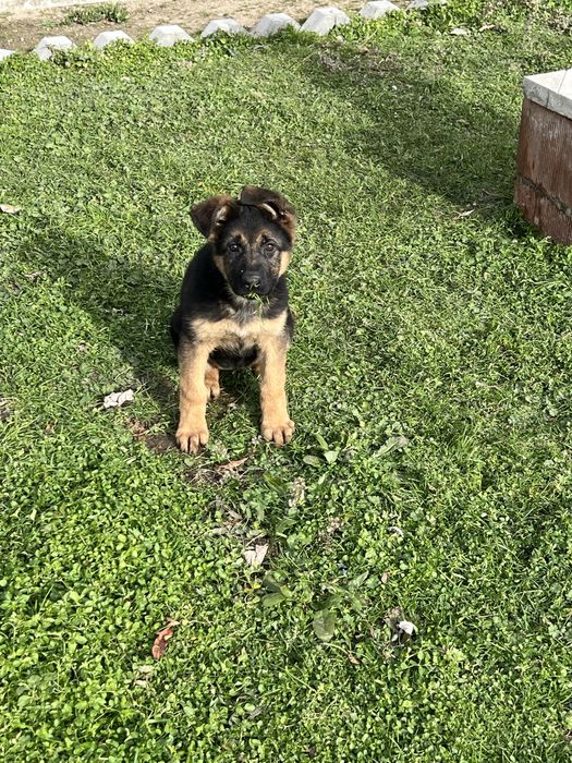 * Немска Овачарка *