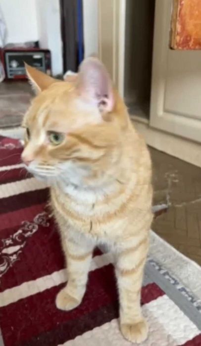 Рыжий котик ищет дом