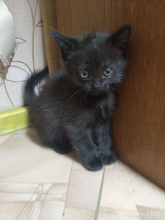 Отдам котёнка мальчика