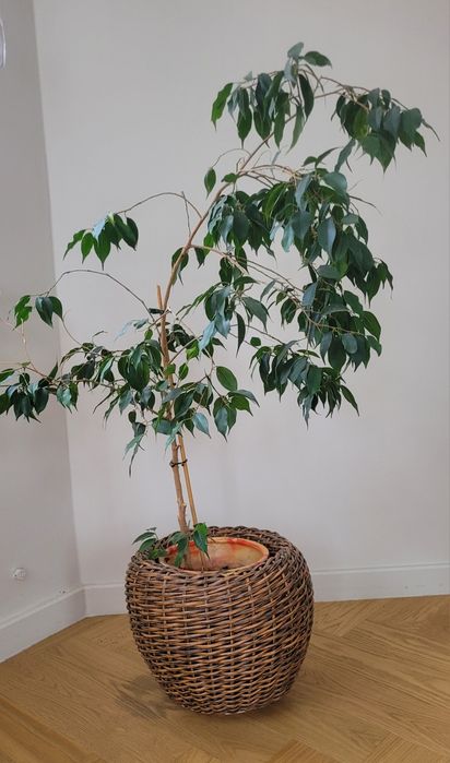 Фикус бенджамина,  1.2м