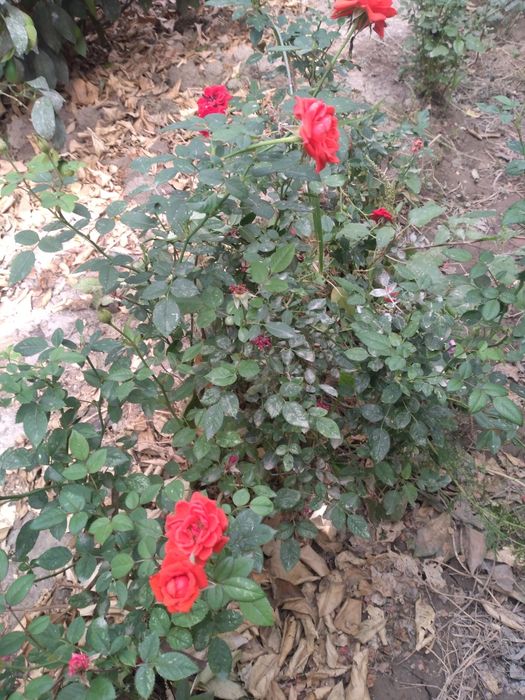 Мини роза гул кучатлари сотувда