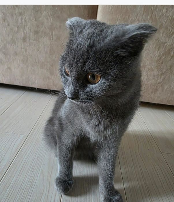 Кошечка ищет дом!