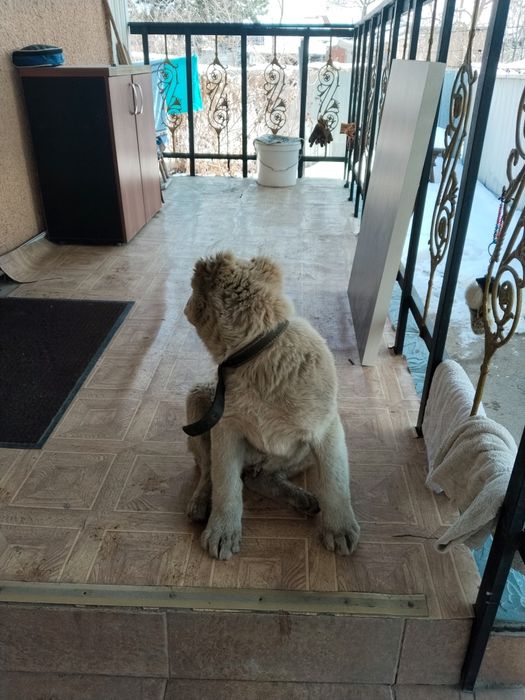 Продам щенка  азиатских кровей