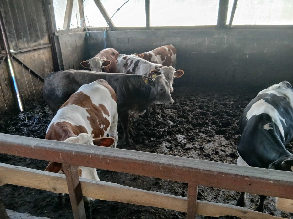 Animale domestice