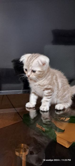 Скоттиш фолд. Вязка