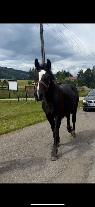 Vând un mânz și un armăsar