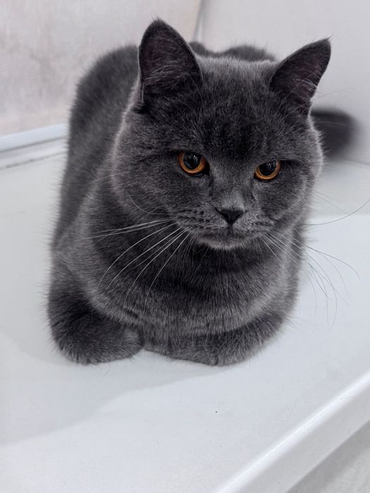 Отдам кота британца
