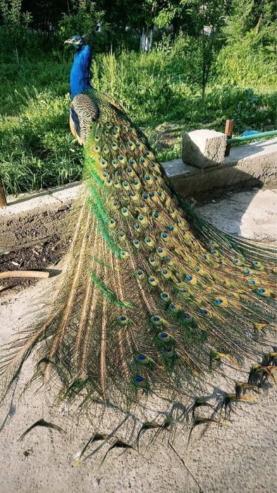 Павлин индийский белый