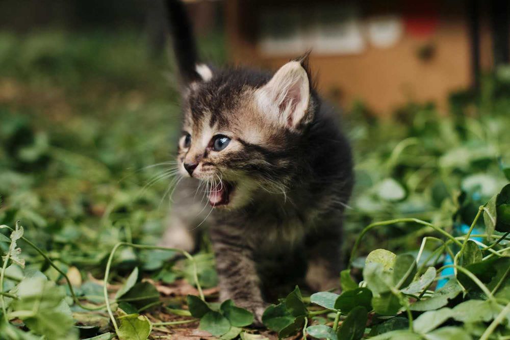 Отдам котёнка возраст 1 месяц