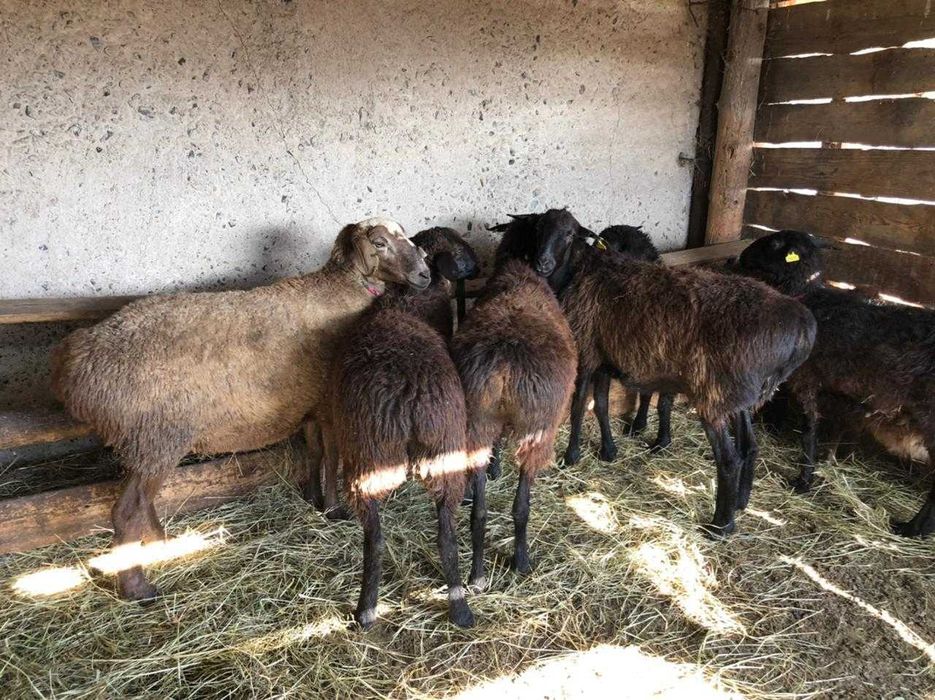 Кой, токты саттыкта