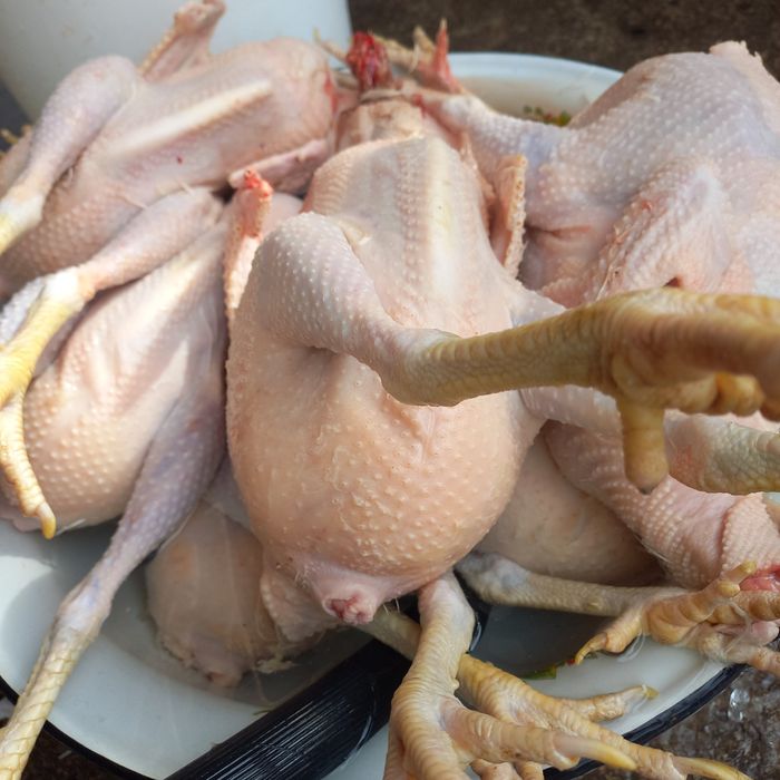 Куры домашние тушки