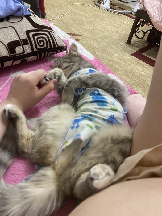 Отдам кошку в хорошие руки