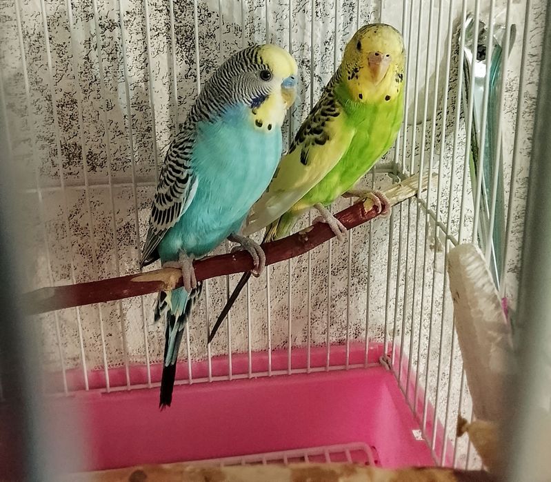 Попугаи волнистые