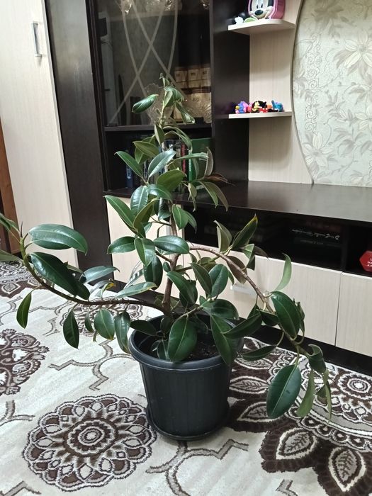 Продам каучуконосный фикус