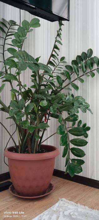 Продам комнатные цветы.