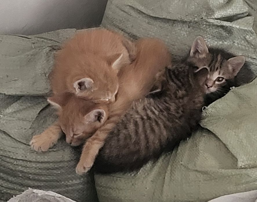 Котята домашние 1 мес