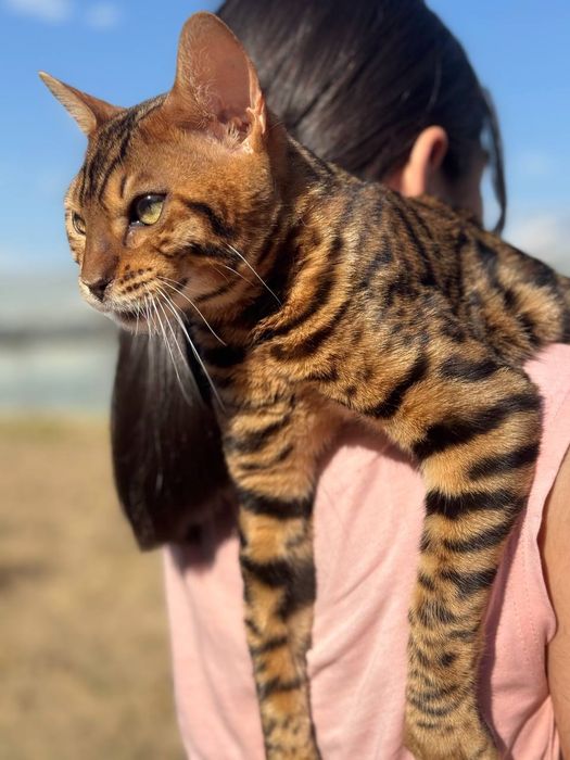 Koralevski bengal ogil bola