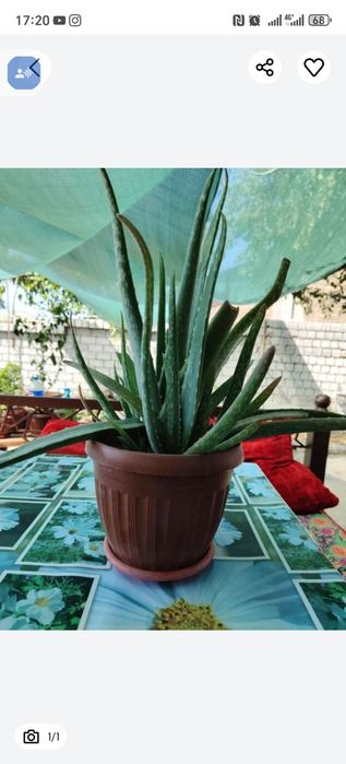 Алоэ вера сотилади