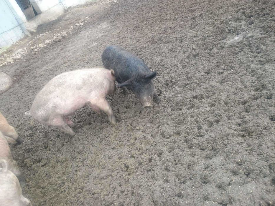 Продавам прасета