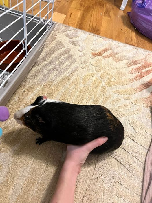 Porcusor de guineea se doneaza.