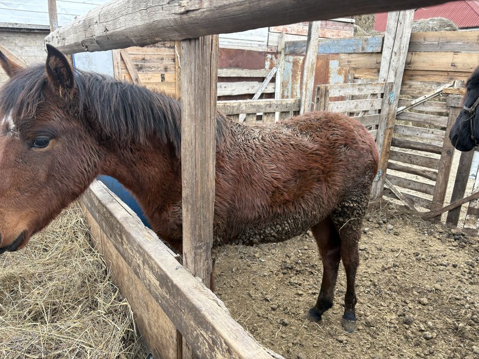 Жабағы сатылады