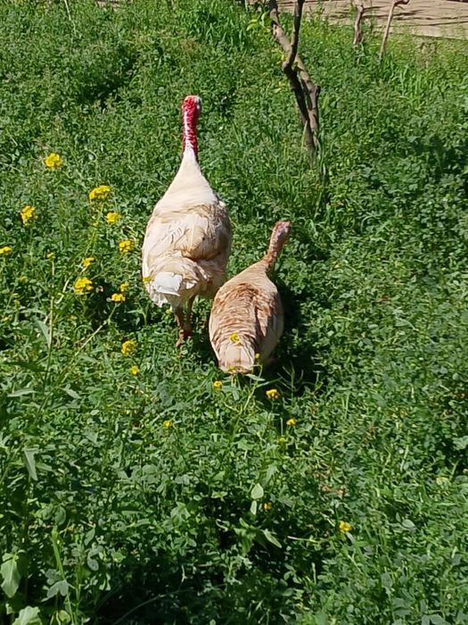 Индюки 45 000тг .