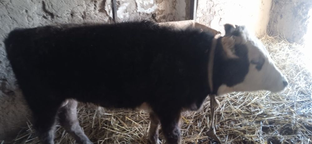 Продается бычок, 10 месяцев.