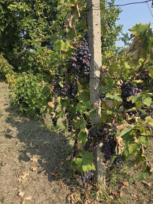 Struguri  Albi de vin