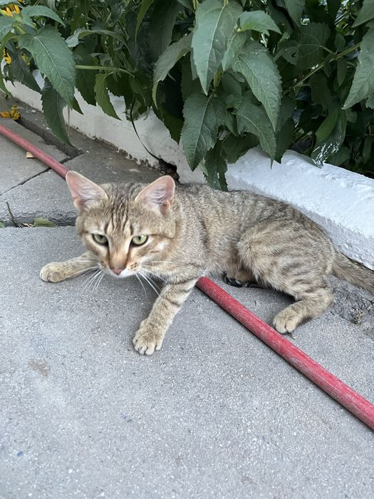отдам кота в добрые руки