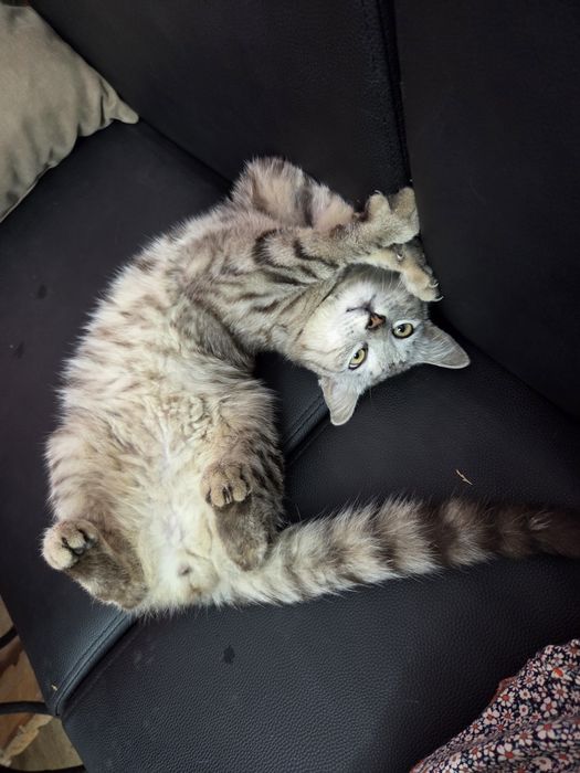 Отдам в добрые руки кот