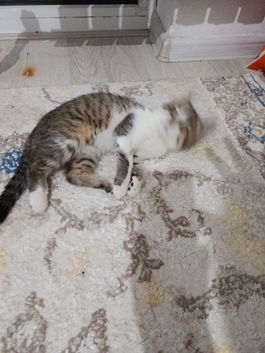 Котёнок а самые добрые руки