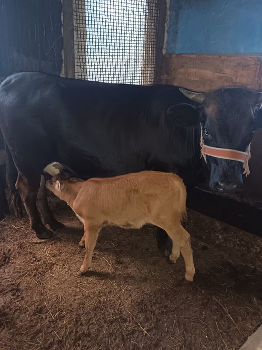 Vaca și Taure de vânzare un an jumate și un an și patru luni