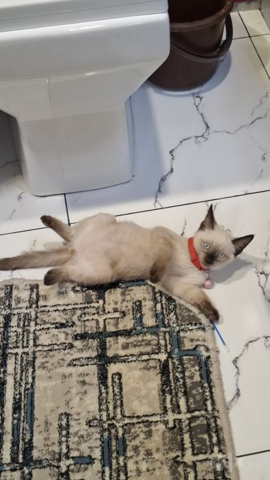 Кошка мальчик Максимчик