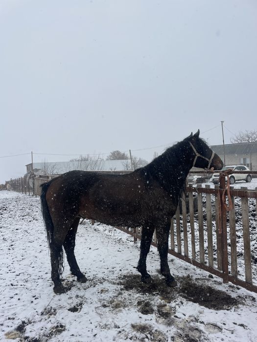 Айғыр сатылады 7 де