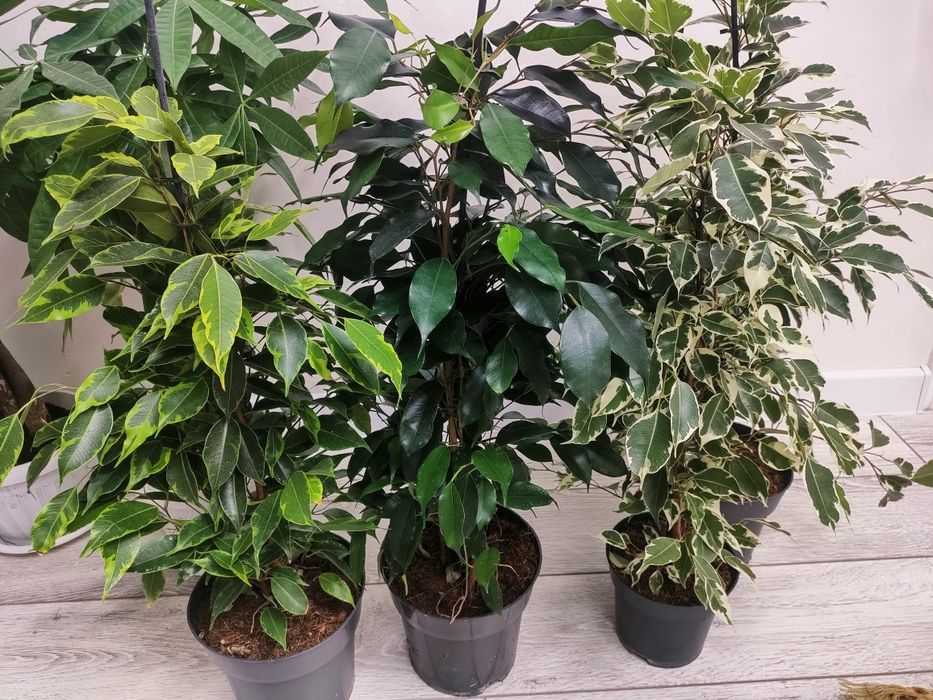 Растения!! Доставка