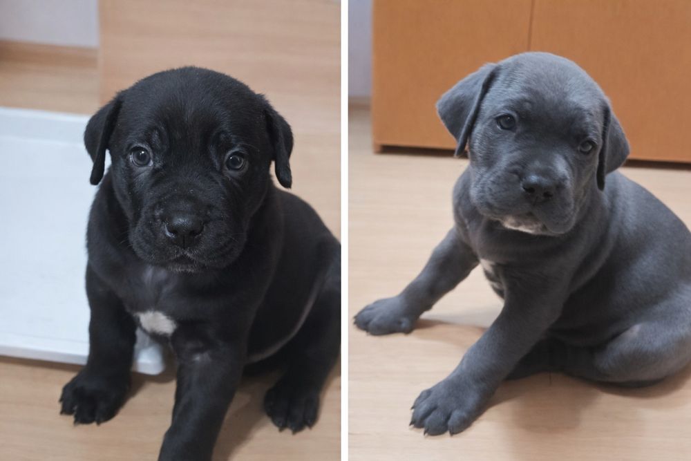 Щенки Кане Корсо