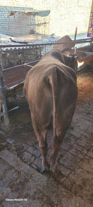 Buqa Sotiladi Vobkent