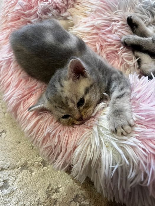 Породистые котята