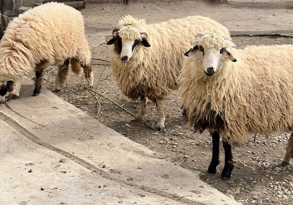 Miei de vânzare