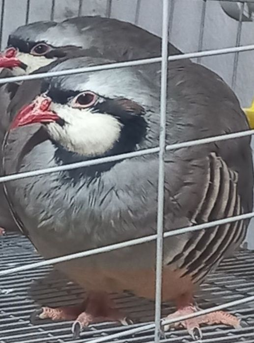 Мясо кеклика.(куропатка)